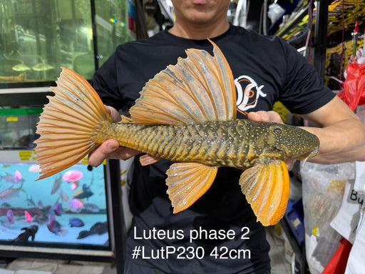 * Pleco *  Hypostomus Luteus phase 2 42cm #LUTP230 (Actual Piece)