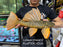 * Pleco *  Hypostomus Luteus phase 2 42cm #LUTP230 (Actual Piece)