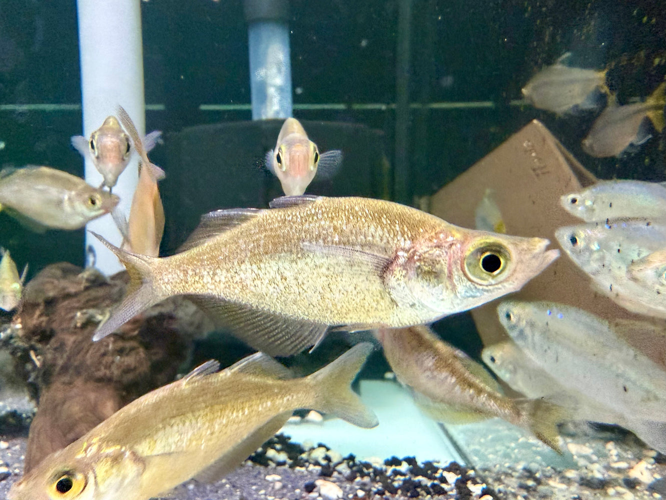 * Tetra/Barb * Glossolepis Incisus (Red Rainbowfish) 5-6cm