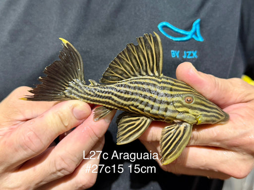 * Pleco *  Panaque armbrusteri (L27C Araguaia GOLDLINE) 15cm #27c15 (Actual piece)