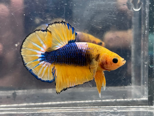 * Betta * Yellow Fancy HMPK (Actual Fish) #PK08