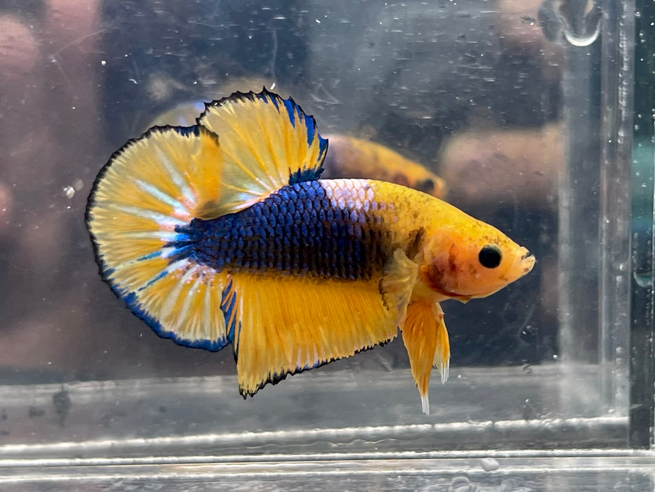 * Betta * Yellow Fancy HMPK (Actual Fish) #PK08