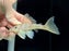 * Pleco * Ancistomus snethlageae (L141 Ghost pleco) 10-12cm