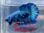 * Betta * Avatar HMPK (Actual Fish) #PK11