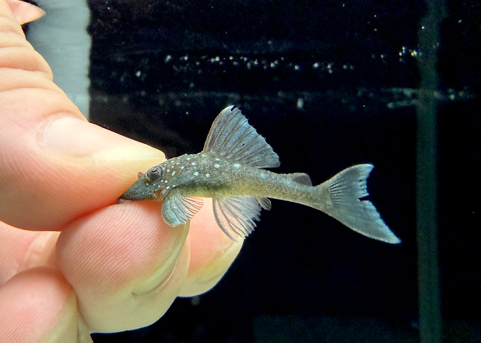 * Pleco *  Hemiancistrus sp (L128 Blue Phantom Pleco) 3-4cm