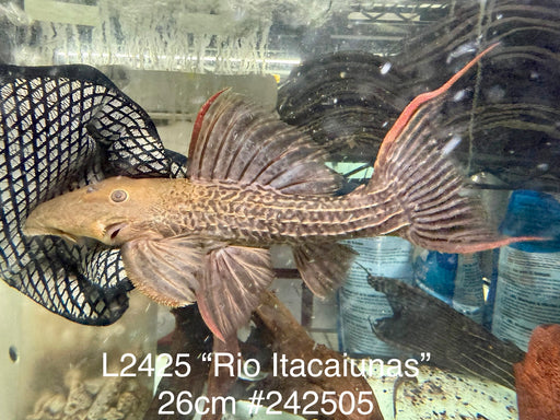 * Pleco *  Pseudacanthicus sp. L2425 “Rio Itacaiunas” 26cm #242505 (Actual piece)