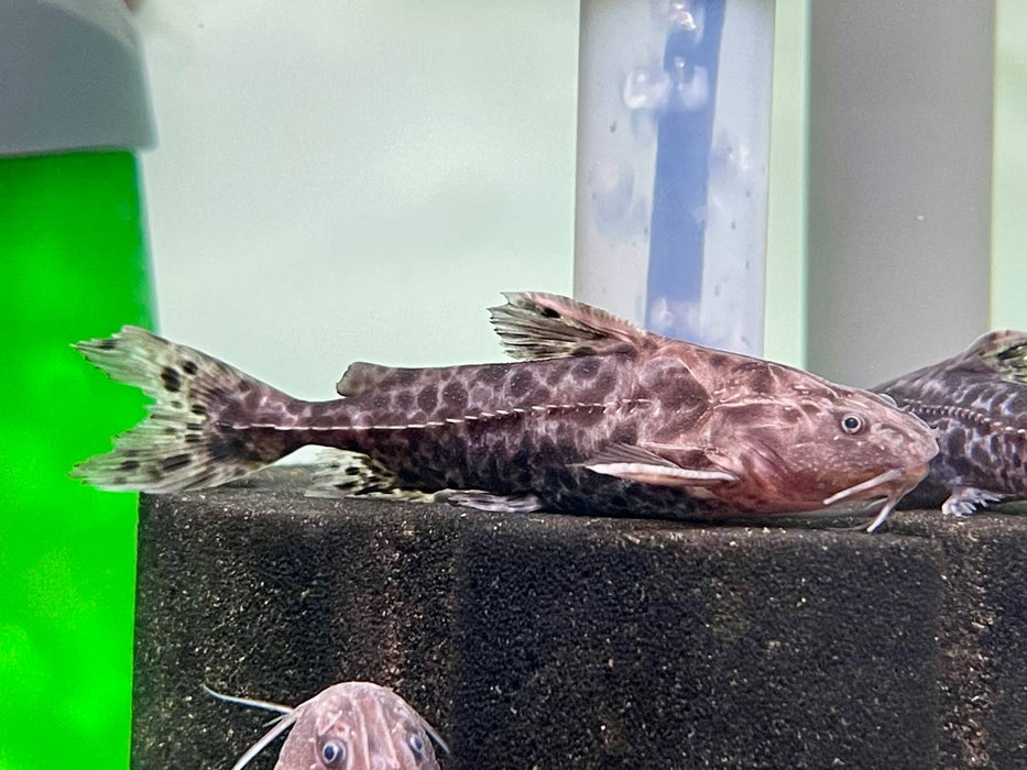 * Catfish *  Pterodoras granulosus (Granulosus Catfish) 8-10cm