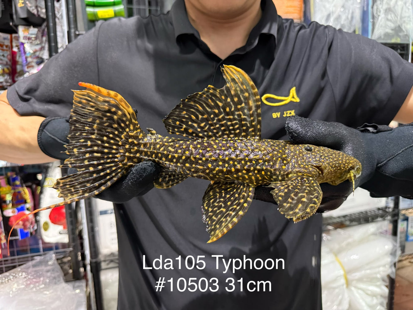 * Pleco *  Pseudacanthicus sp Typhoon LDA105 31cm #10503 (Actual piece)