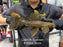 * Pleco *  Pseudacanthicus sp Typhoon LDA105 31cm #10503 (Actual piece)