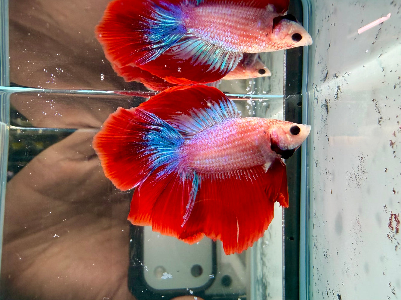 * Betta * DTHM Doubletail Halfmoon (Actual Fish) #57