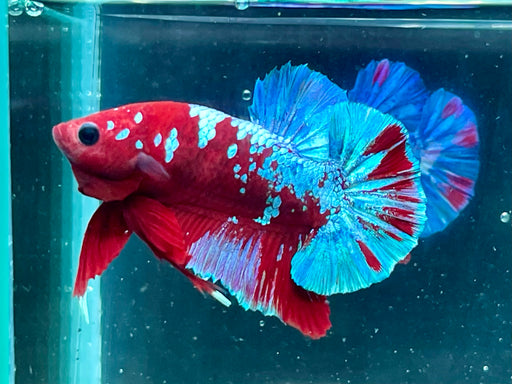 * Betta * Show Betta #B13 (Actual Fish)