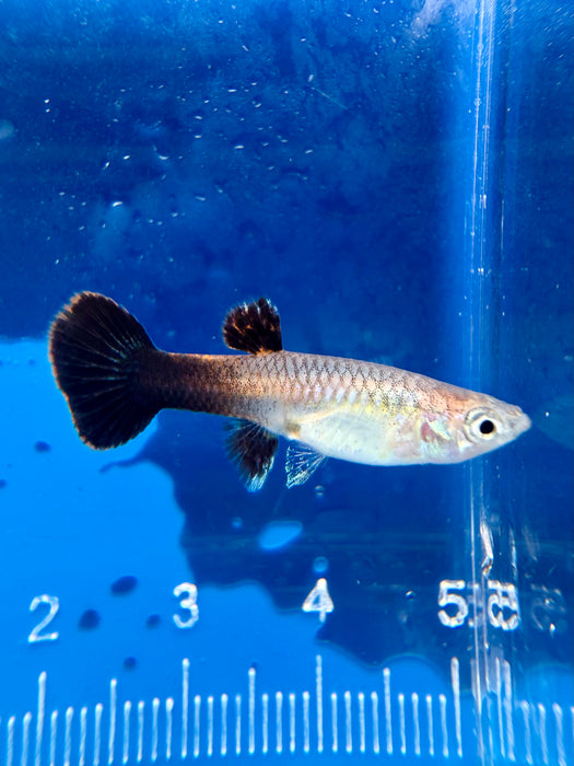 * Livebearers *  Pink Tuxedo Guppy