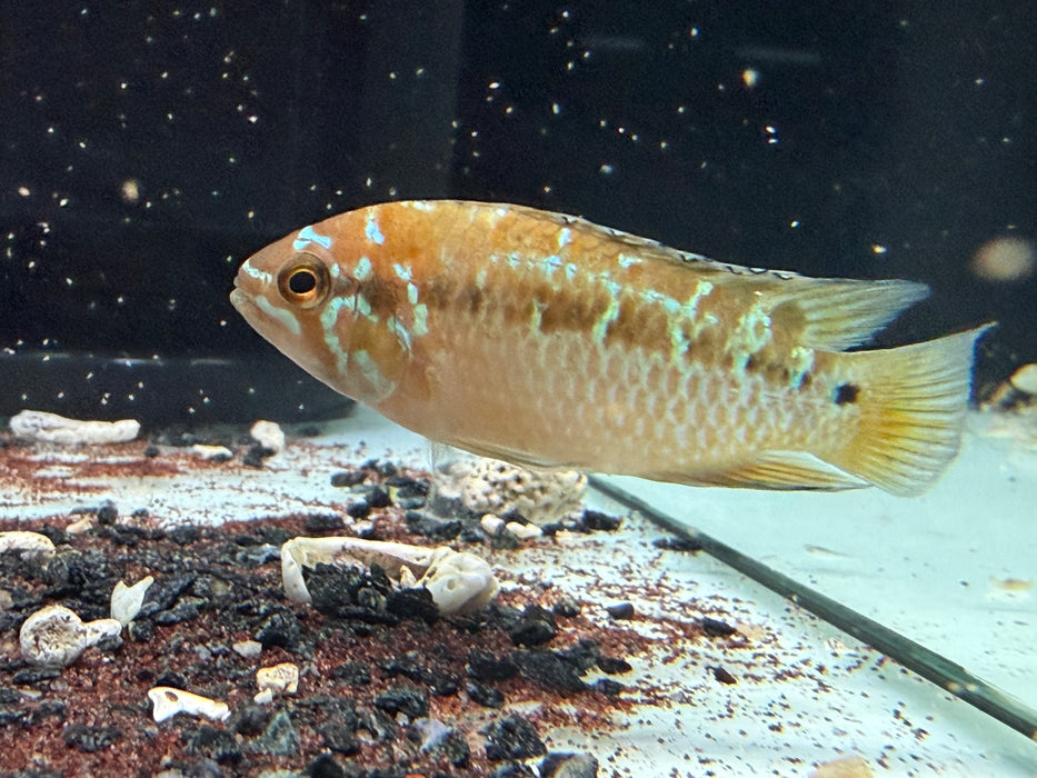 * Cichlids * Ivanacara bimaculata *RARE* BREEDING PAIR 6-8cm