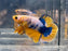 * Betta * Yellow Fancy HMPK (Actual Fish) #PK07