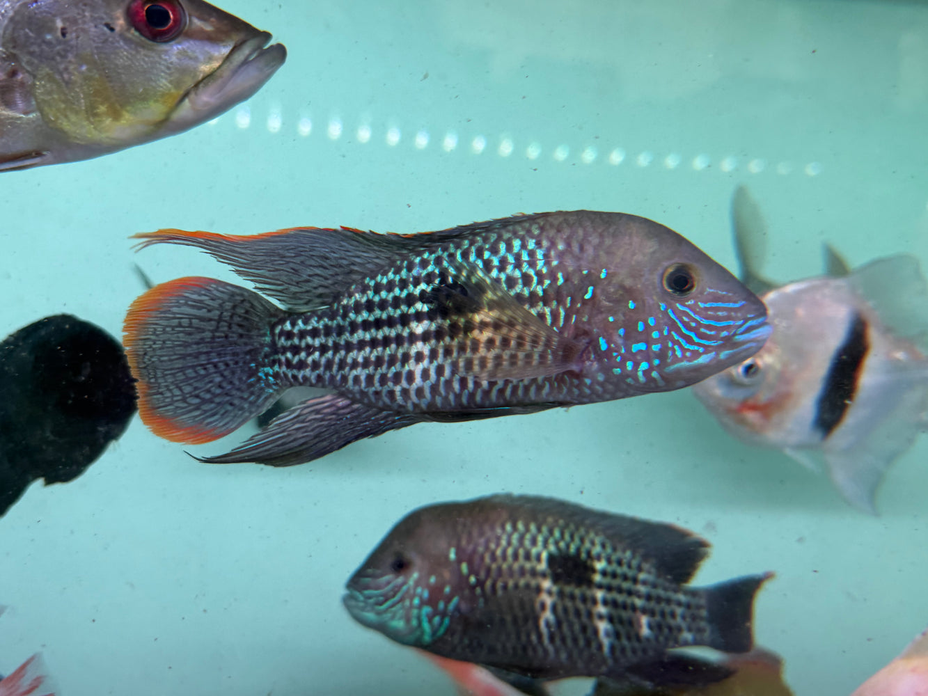 * Cichlids * Andinoacara rivulatus (Green Terror Cichlid) 14-16cm