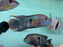 * Cichlids * Andinoacara rivulatus (Green Terror Cichlid) 14-16cm