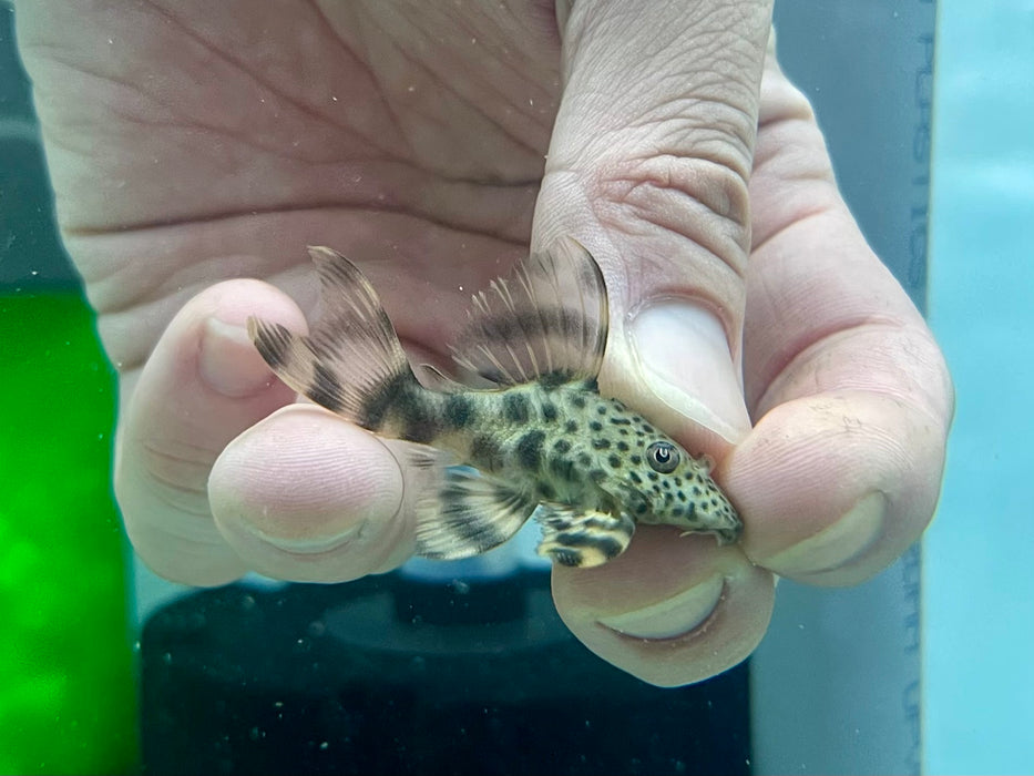 * Pleco *  Peckoltia sp. Balloon (Short body L205) 4-6cm