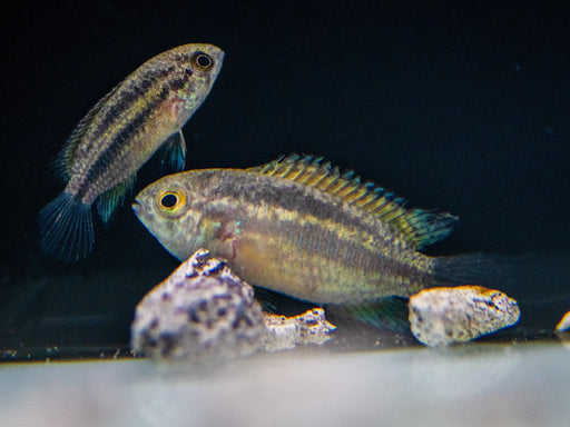 * Cichlids * Nannacara Aureocephalus “Sourourou”(Goldhead Nannacara) 3-5cm