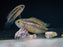 * Cichlids * Nannacara Aureocephalus “Sourourou”(Goldhead Nannacara) 3-5cm
