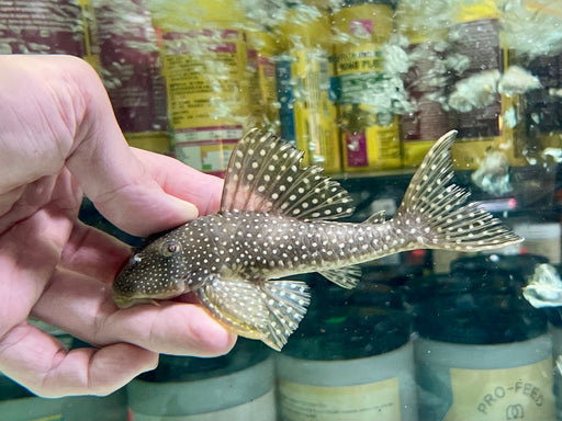 * Pleco *  Scobinancistrus pariolispos (L133 Golden cloud) 13-15cm
