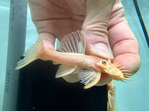 * Pleco *  Ancistrus sp. Blue Eye (L144) 9-10cm