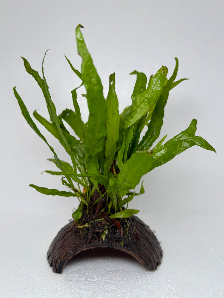 * Plants* Java Fern on Round coconut husk (cave) #JFRC1