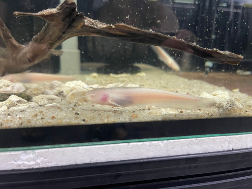 * Catfish *  Silurus glanis ALBINO (ALBINO Wels catfish) 10-12cm