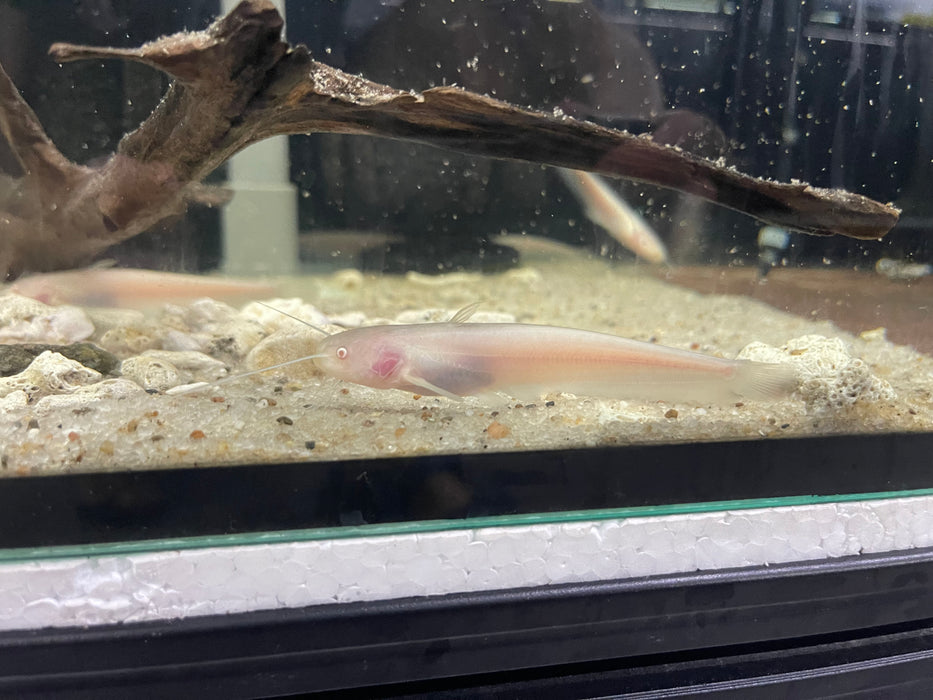 * Catfish *  Silurus glanis ALBINO (ALBINO Wels catfish) 10-12cm