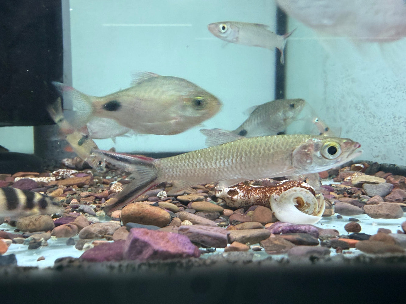 * Other Species * Leptobarbus melanopterus (Redcheek Cigar Shark) 8-10cm