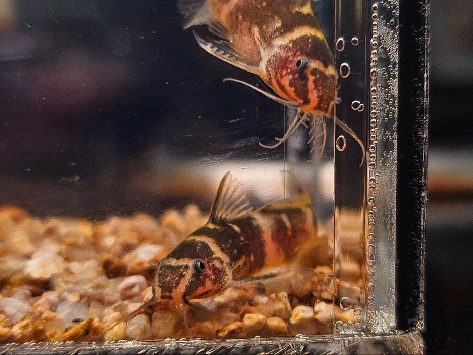 * Catfish * Microsynodontis Batesii (African Bumblebee Catfish) 3cm