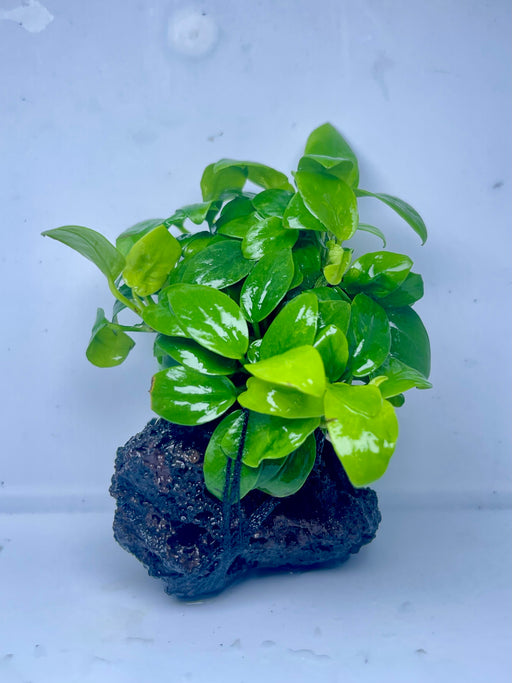 * Plants* Anubias Mini Golden Nana on lava rock (5x5cm) #01