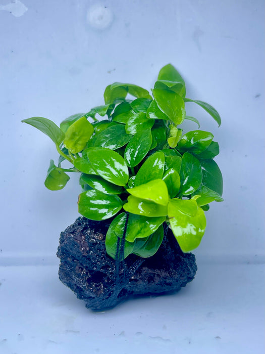 * Plants* Anubias Mini Golden Nana on lava rock (5x5cm) #01
