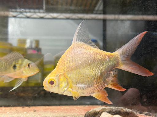 * Other Species * Balloon Albino Tin Foil Barb (TFB) 10-13cm