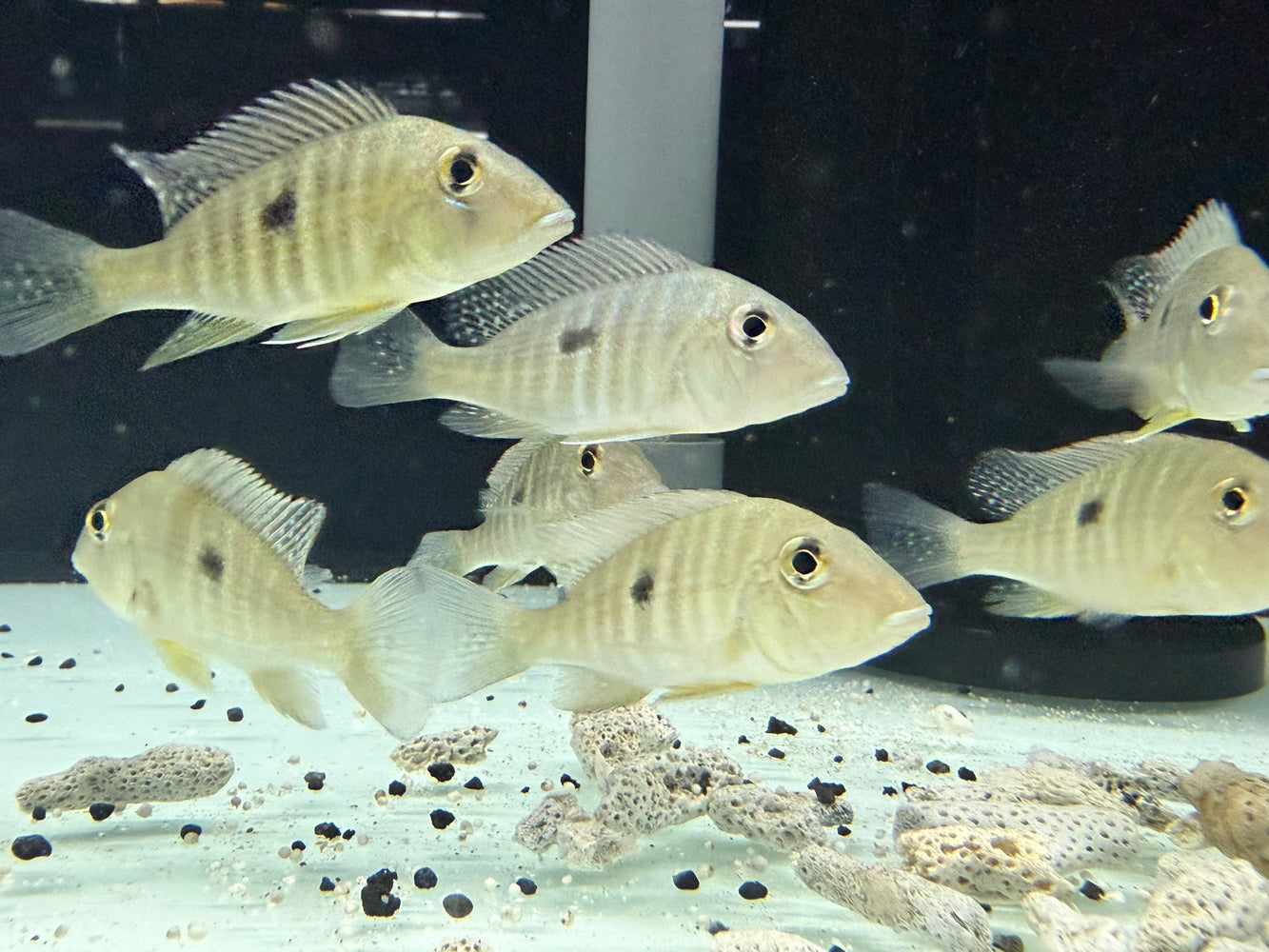 * Cichlids * Geophagus sp. Porto Franco