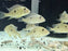 * Cichlids * Geophagus sp. Porto Franco