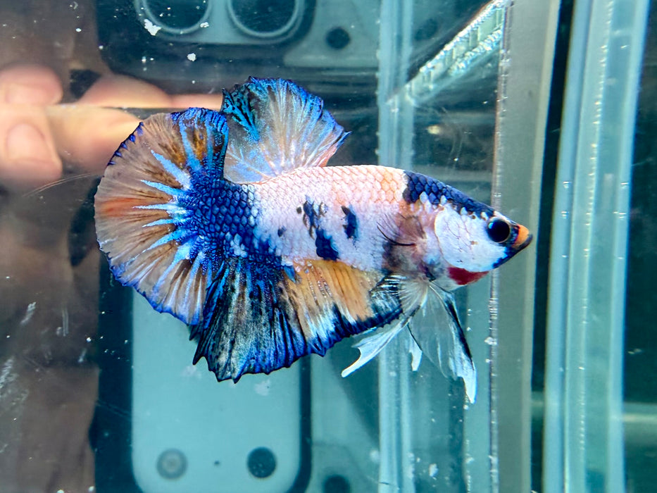 * Betta * HMPK (Actual Fish) #65