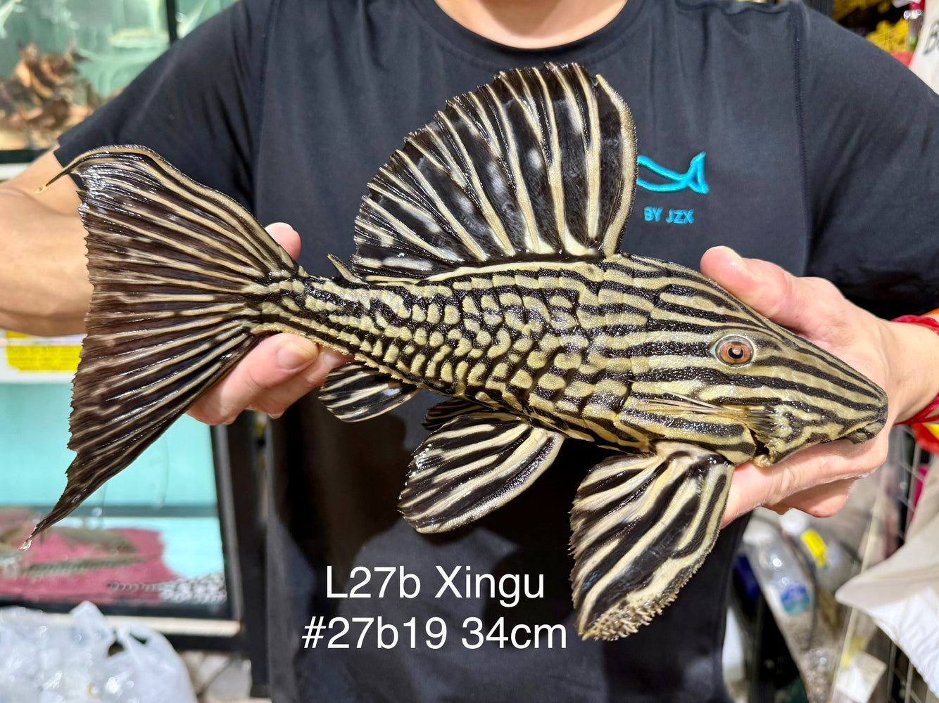 * Pleco *  Panaque armbrusteri (L27B Xingu) 34cm #27b19 (Actual piece)