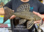 * Pleco *  Panaque armbrusteri (L27B Xingu) 34cm #27b19 (Actual piece)
