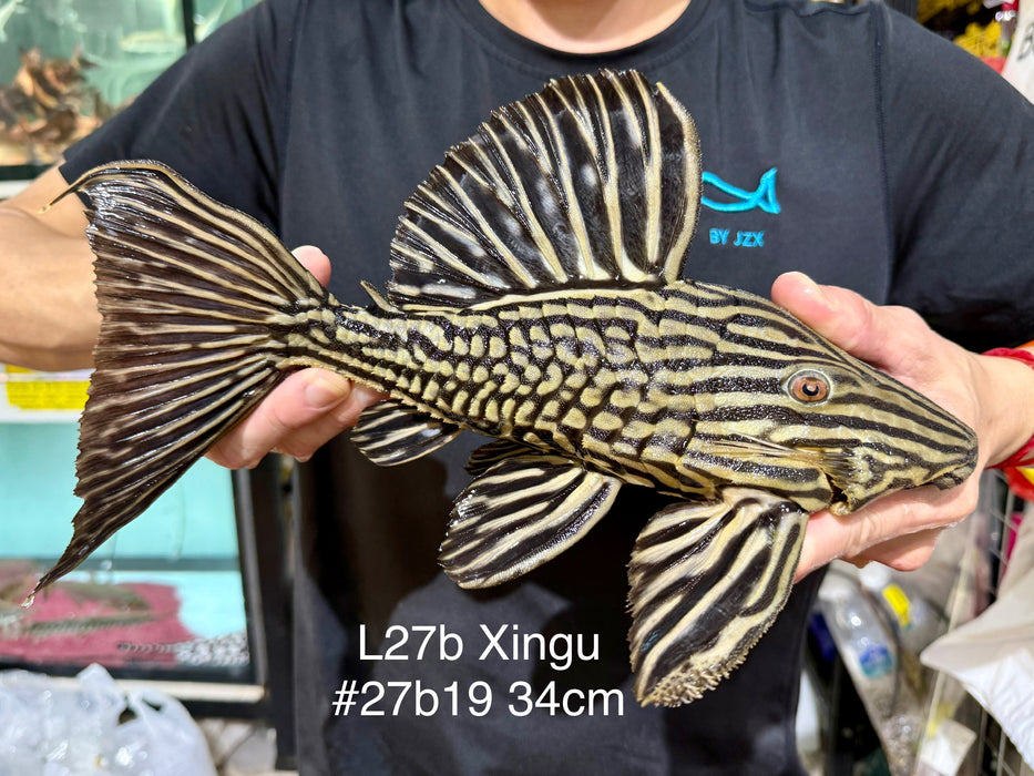 * Pleco *  Panaque armbrusteri (L27B Xingu) 34cm #27b19 (Actual piece)