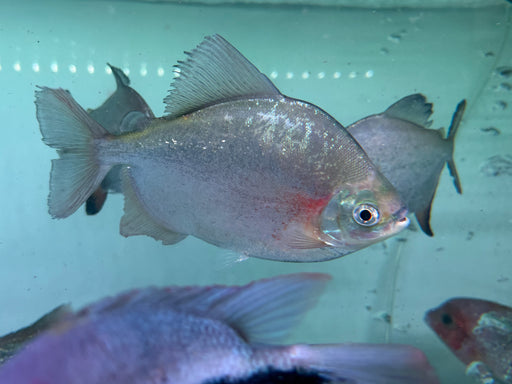 * Other Species * Myleus setiger (Rainbow Sailfin Pacu) 20-23 cm