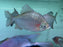 * Other Species * Myleus setiger (Rainbow Sailfin Pacu) 20-23 cm