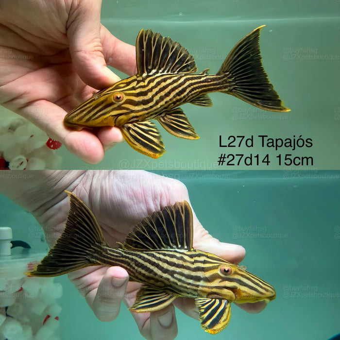 * Pleco *  Panaque armbrusteri (L27d Tapajo) 15cm #27d14 (Actual piece)