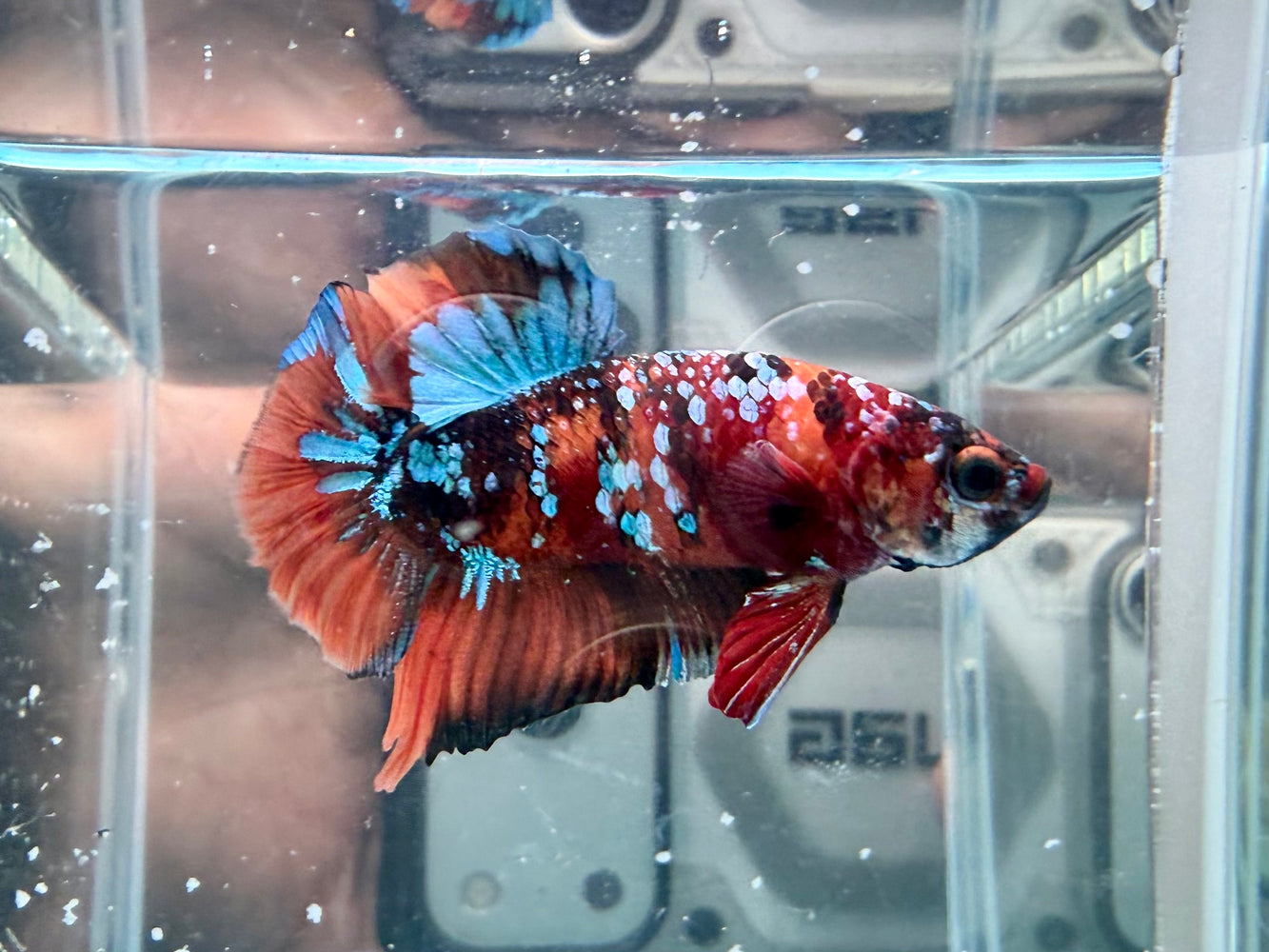 * Betta * HMPK (Actual Fish) #87