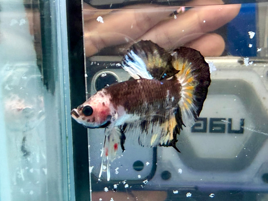 * Betta * HMPK (Actual Fish) #83