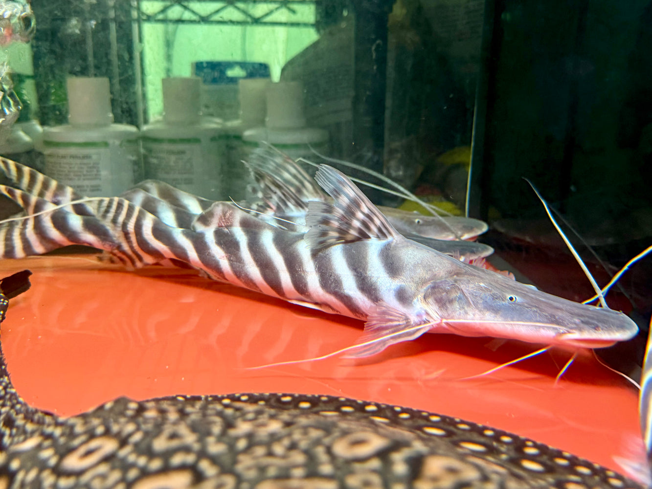 * Catfish * Brachyplatystoma tigrinum (Tigrinus catfish)   30-35cm