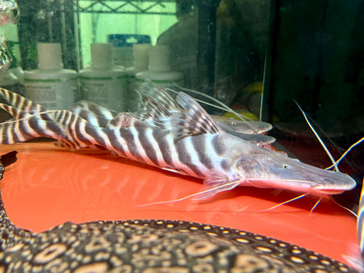 * Catfish * Brachyplatystoma tigrinum (Tigrinus catfish)   30-35cm