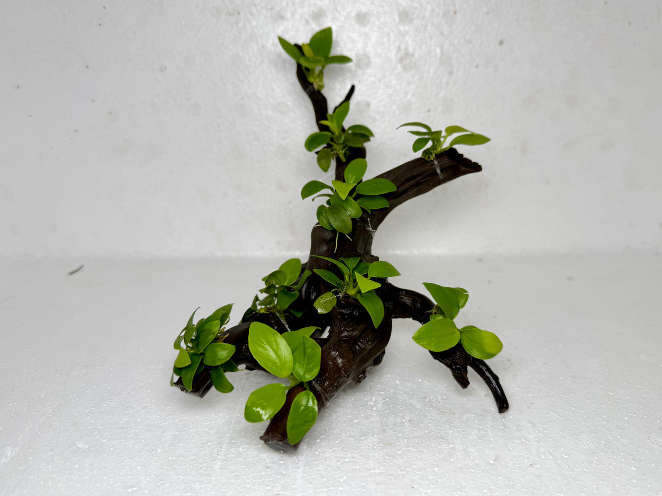 * Plants* Anubias Nana Bonsai #67