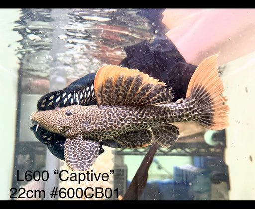 * Pleco * Pseudacanthicus leopardus (L600) “Captive” 22cm #600CB01 (Actual Piece)