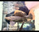 * Pleco * Pseudacanthicus leopardus (L600) “Captive” 22cm #600CB01 (Actual Piece)
