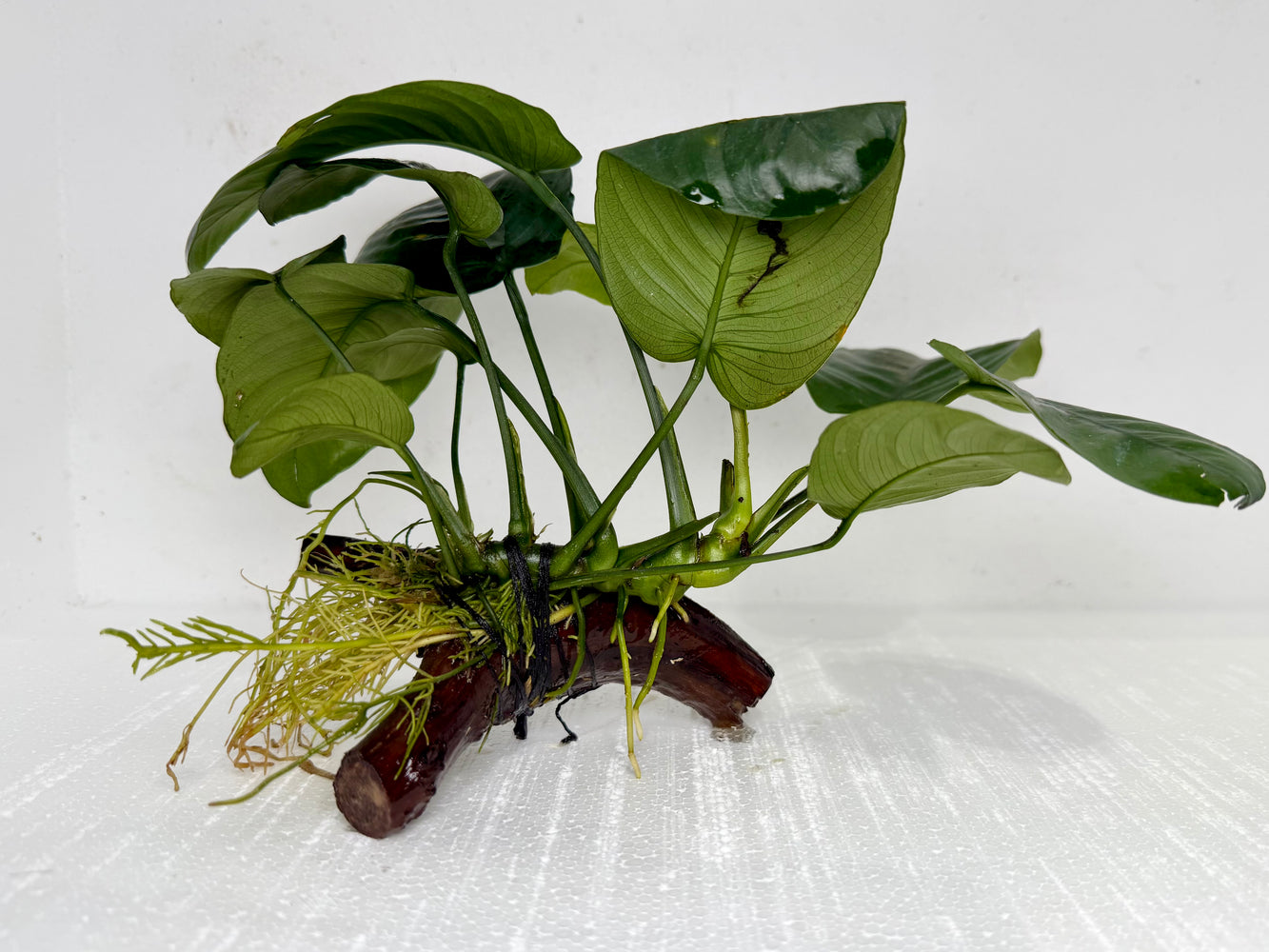 * Plants* Anubias Nana on Spiderwood #112